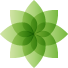 Moringa drvo života